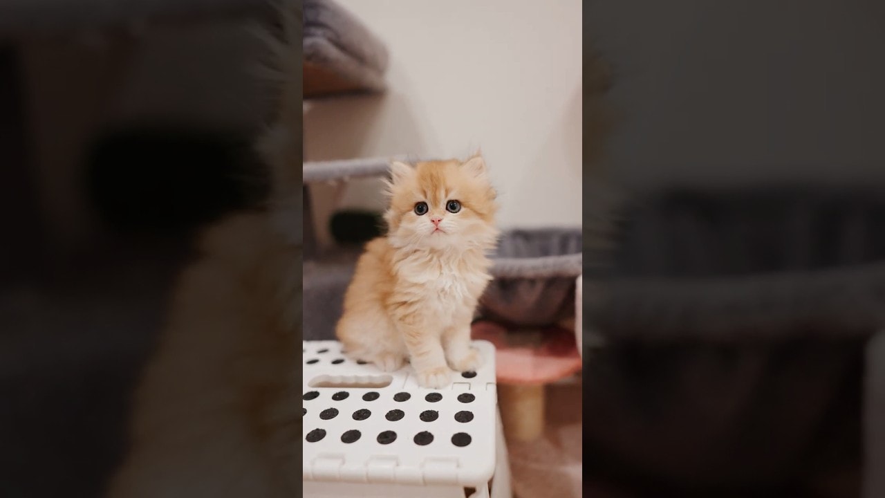 Toffee the Tiny Lion