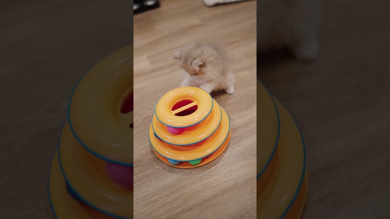 happy roll before playtime