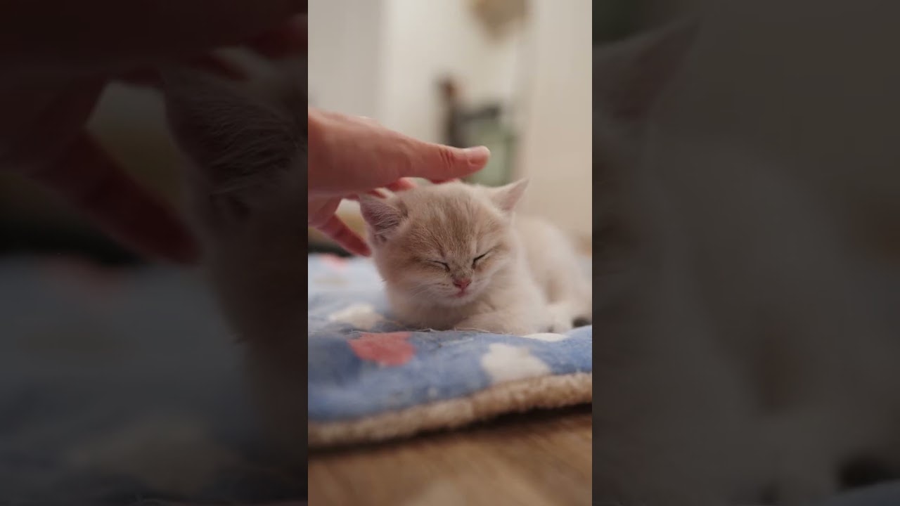 head massage for a sleepy kitty