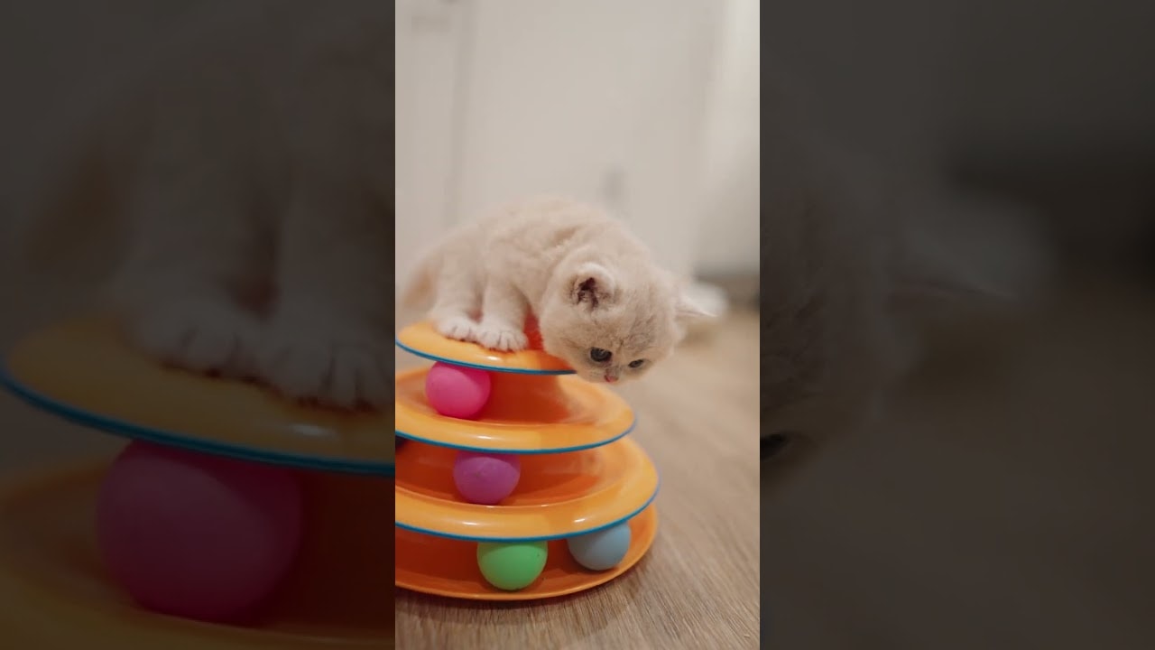 determined little climber