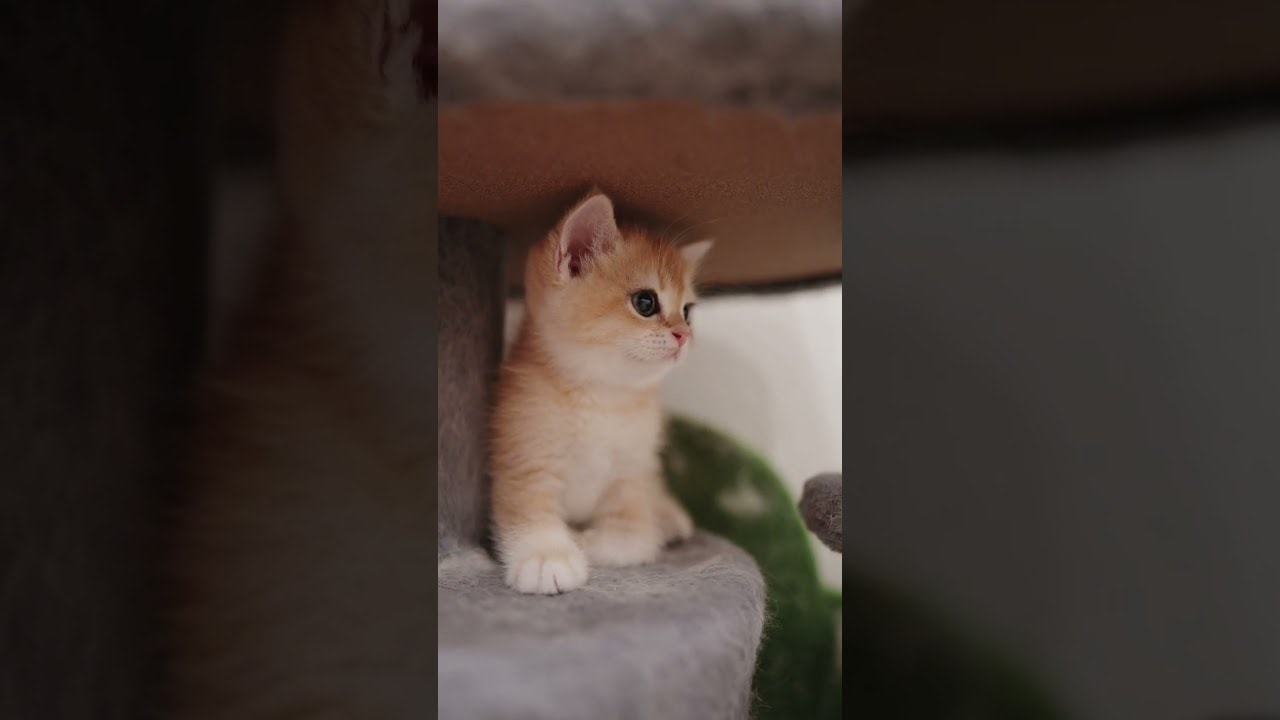 Tiny Amber Just Chilling