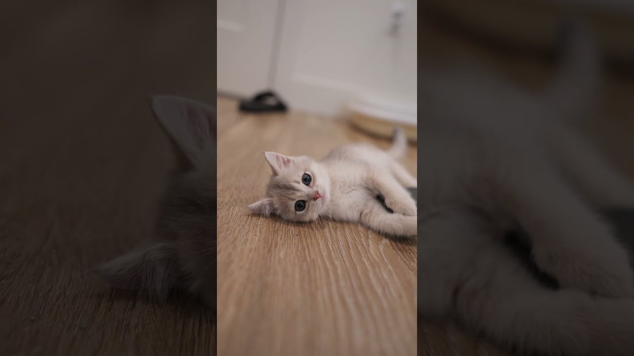 0:13 just casually being adorable