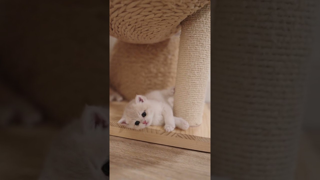 90 seconds of quiet kitten chaos
