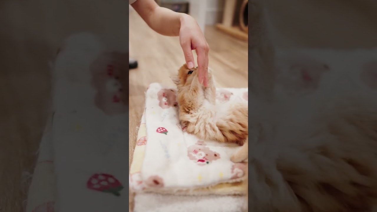 Ginger Gets Crazy When I Pet Her