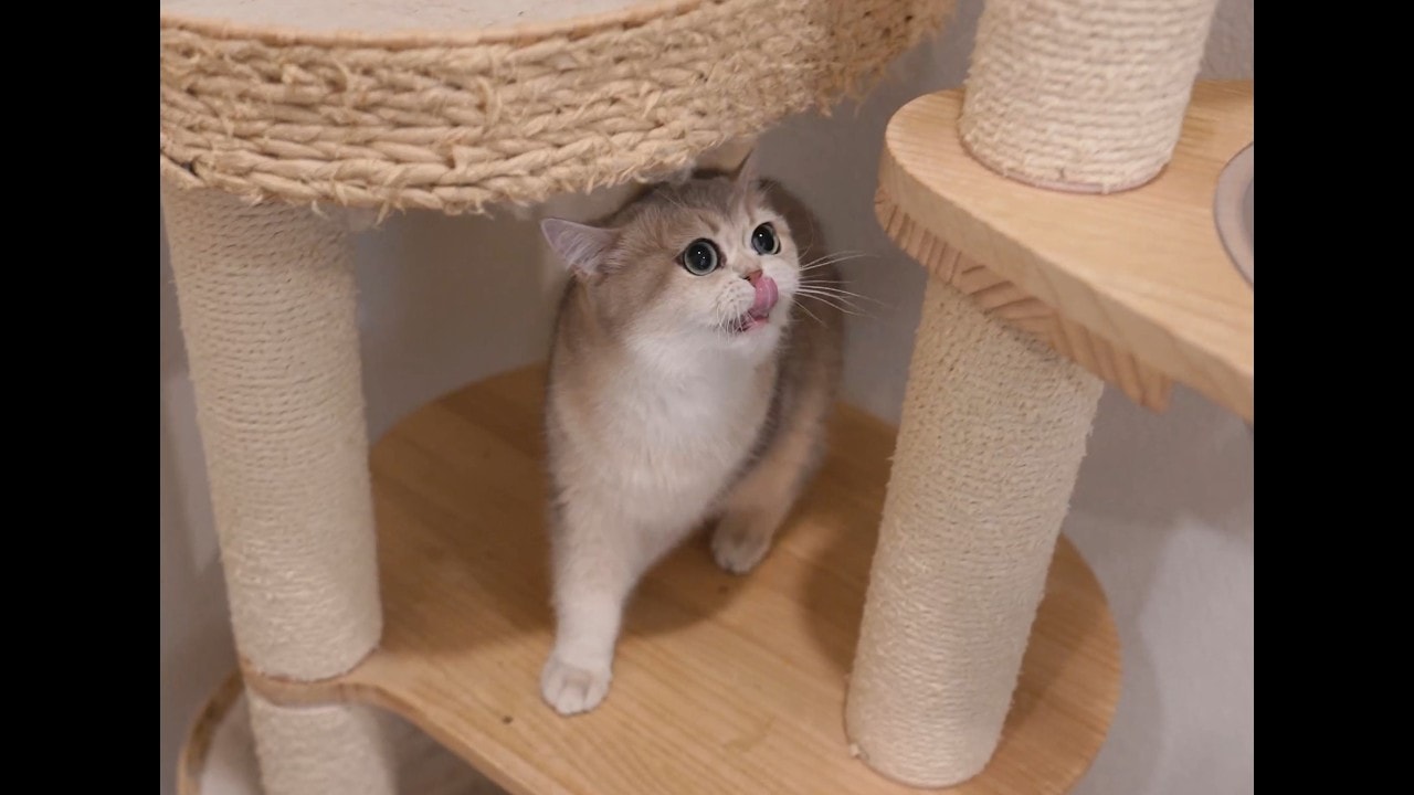 Silly girl on the cat tree