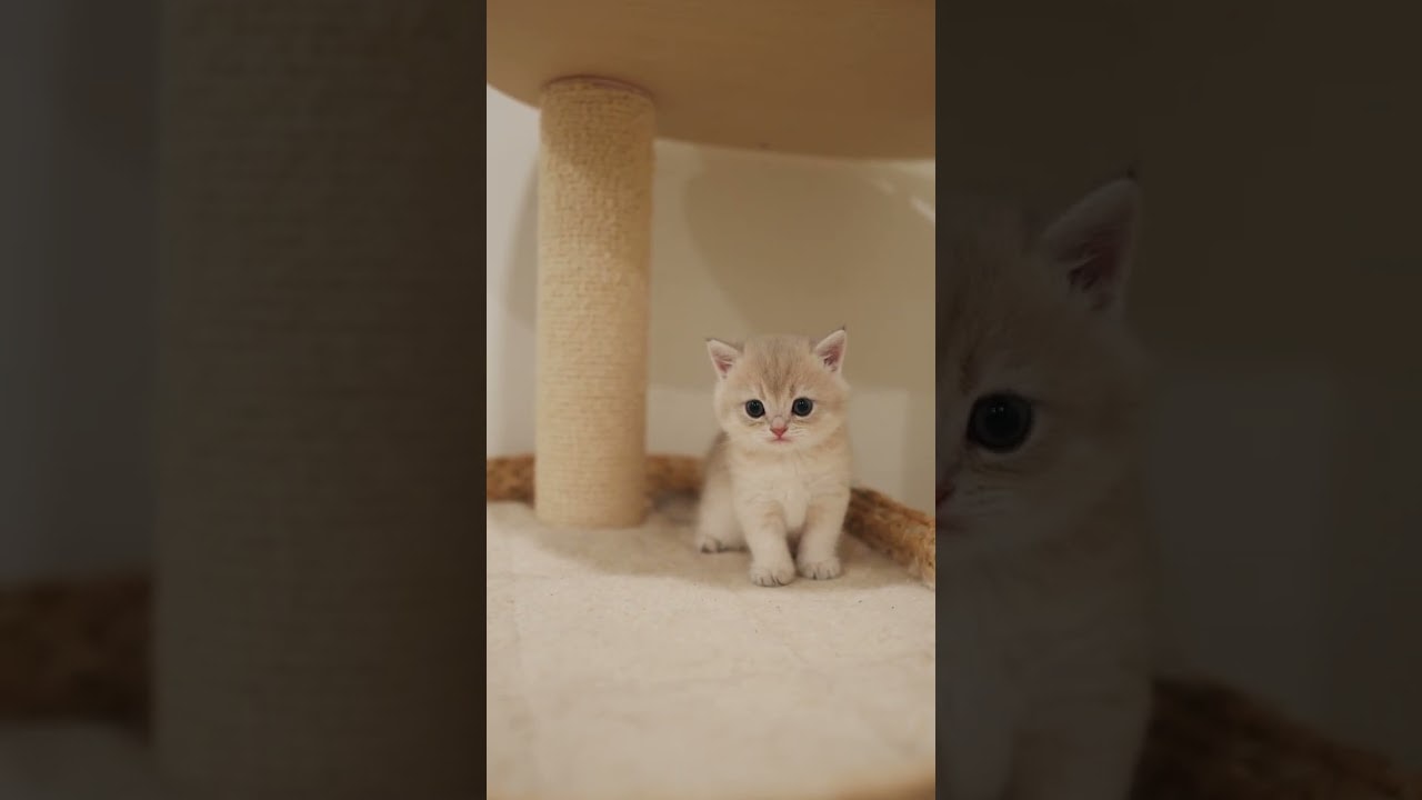 tiny patrol