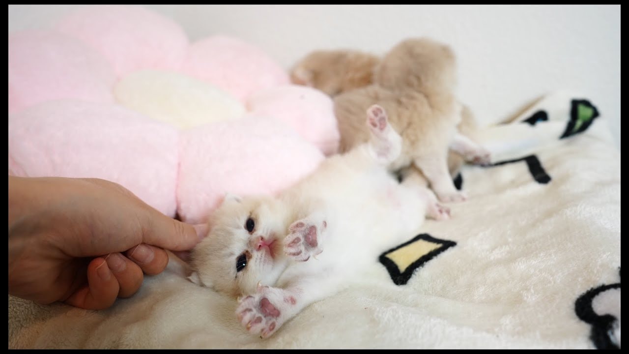 Tiny Kitten Belly Up