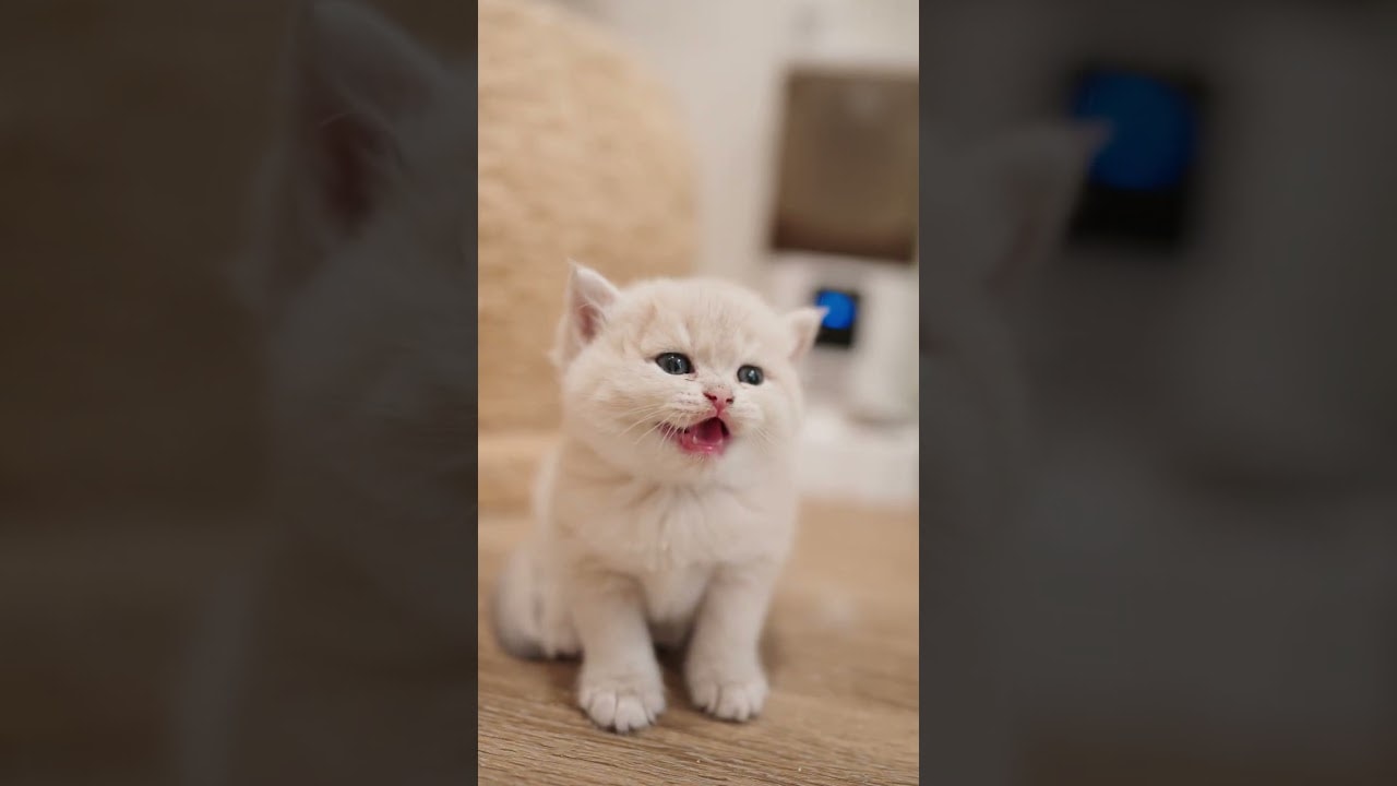Tiny Meows to Heal Your Soul