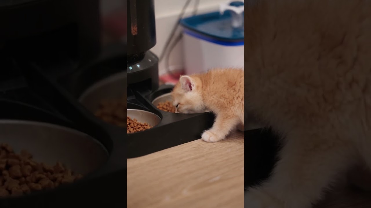 spying on a tiny kitten eating