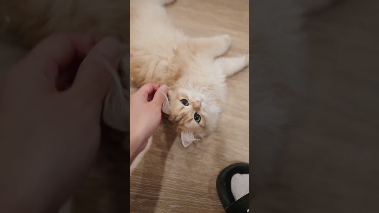 playing with Toffee