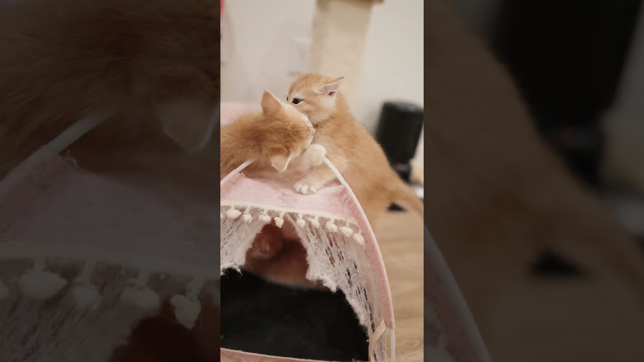 Three Kittens vs  One Innocent Tent
