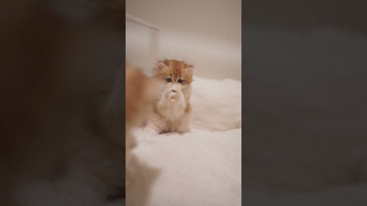 Toffee Fought for It and WON