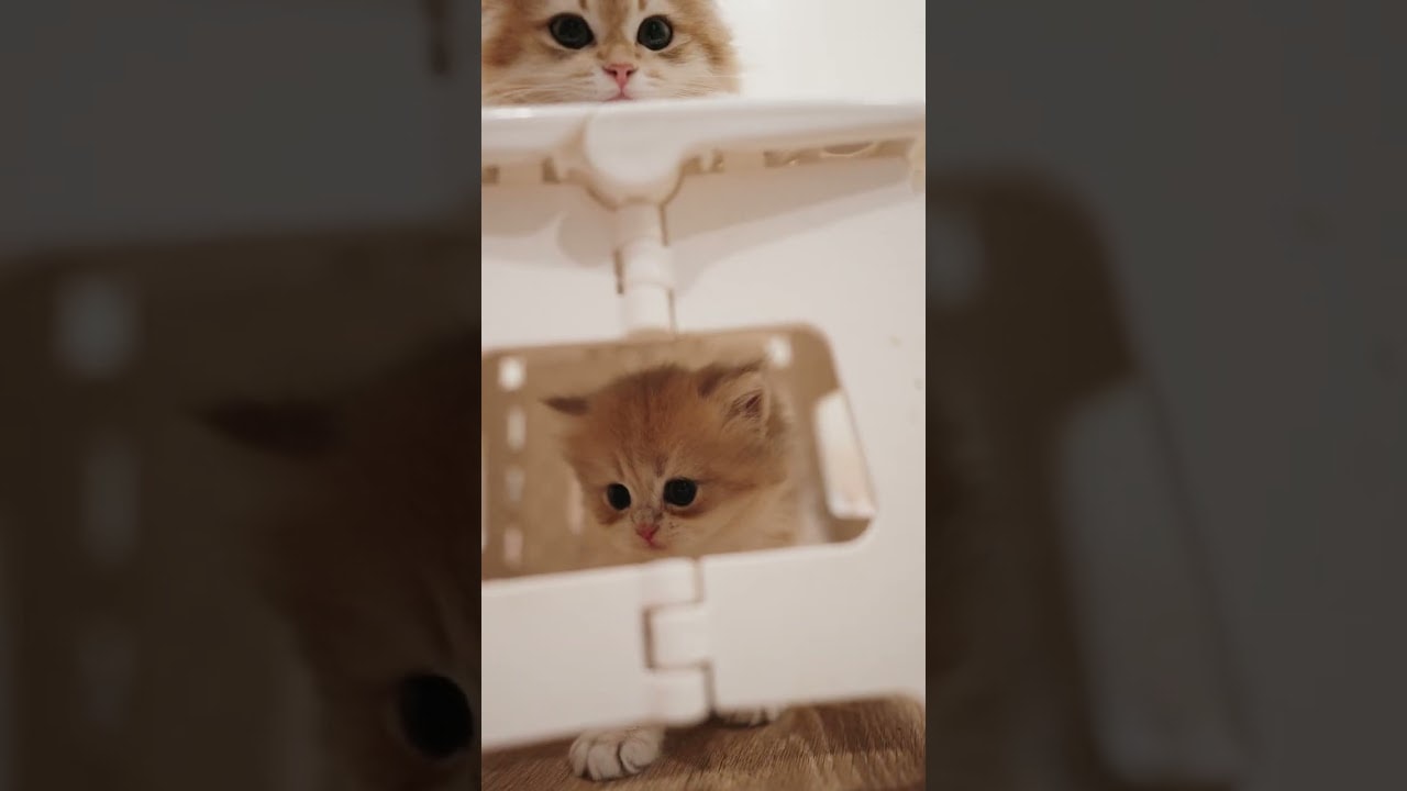 Orion's Tiny Playground