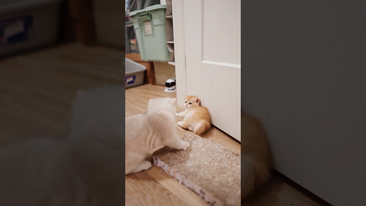 Sibling Playtime