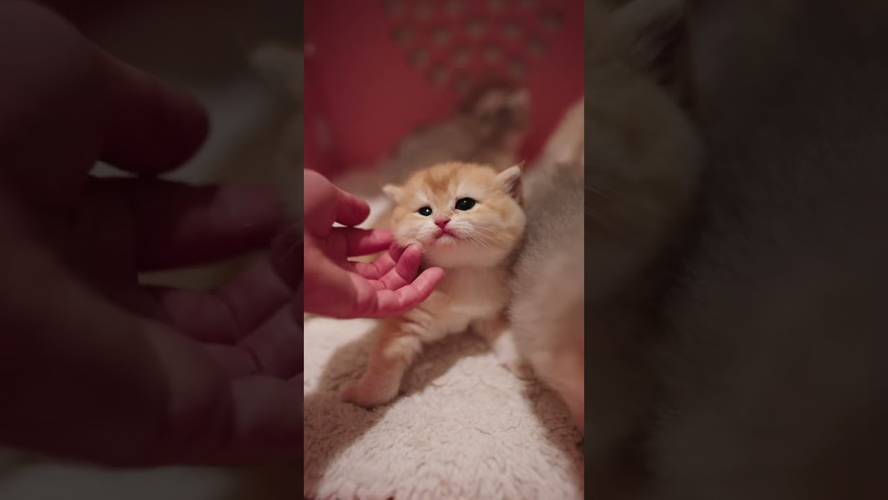 just relaxing and enjoying pets