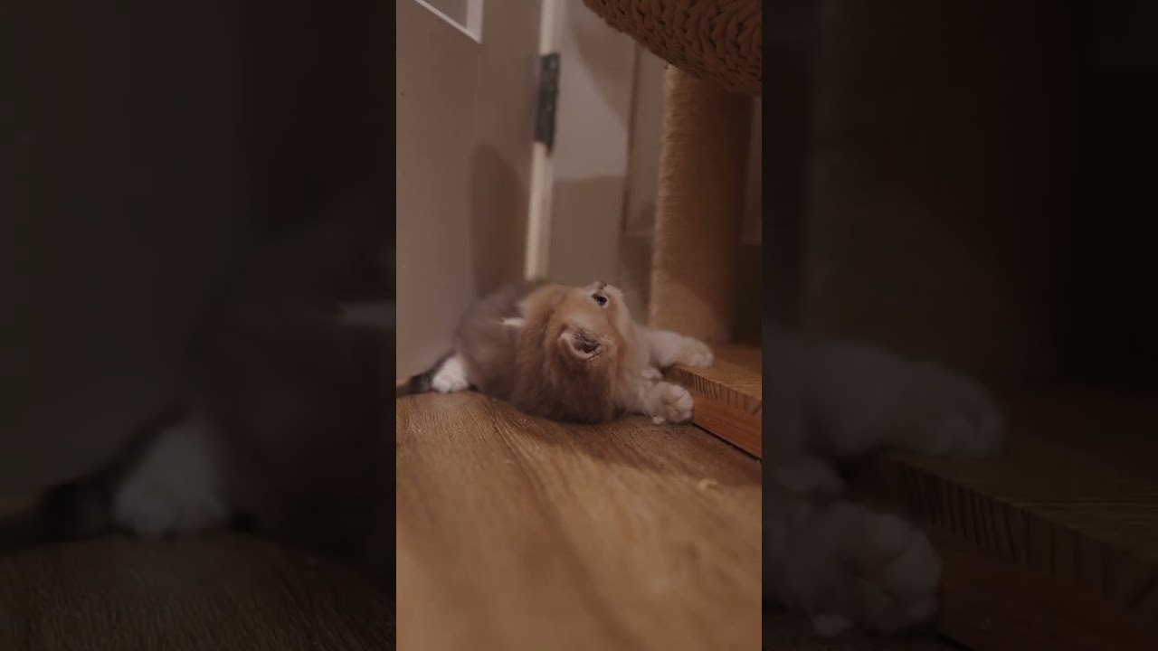 A little bit of chaos and a lot of cuteness
