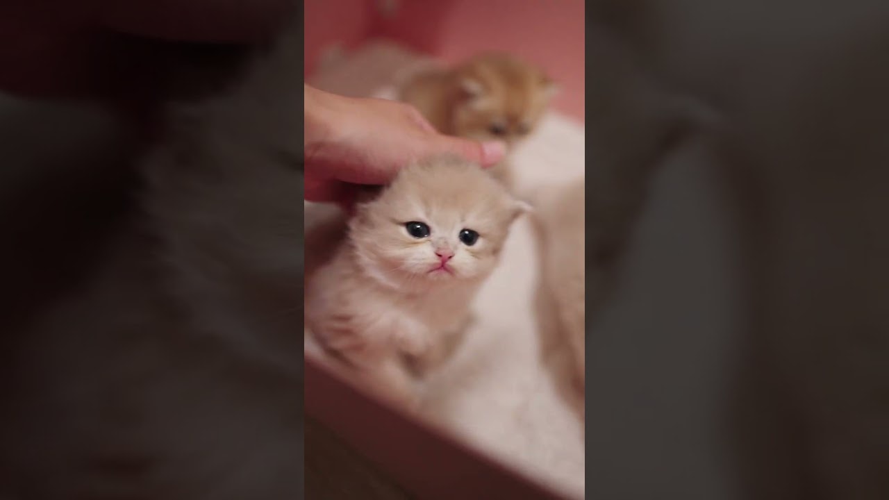 absolutely melting into the pets