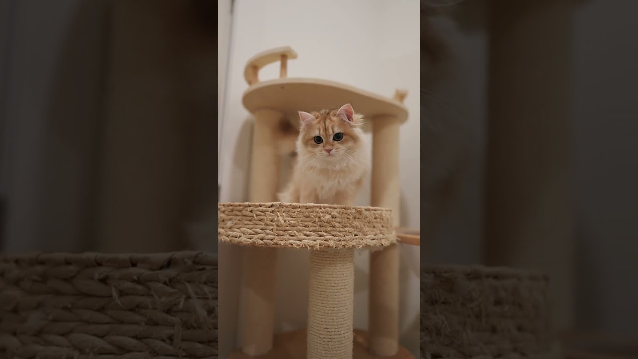 little observer