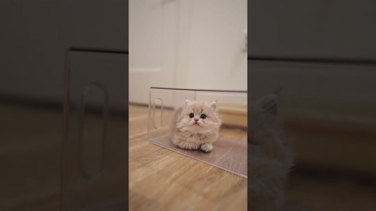 hello from inside the box