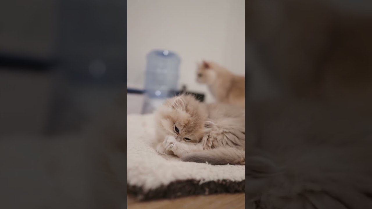 tiny feet, tiny licks