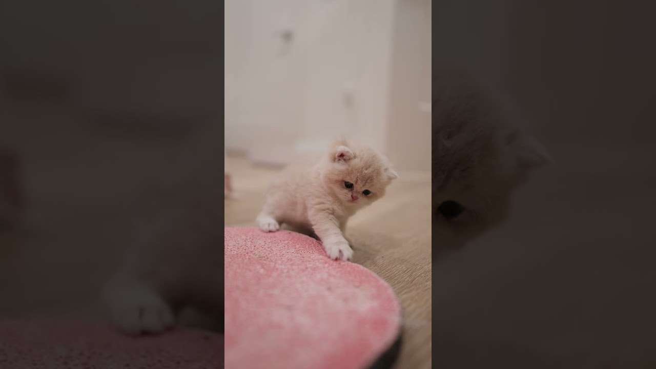 Freshly Born Chaos