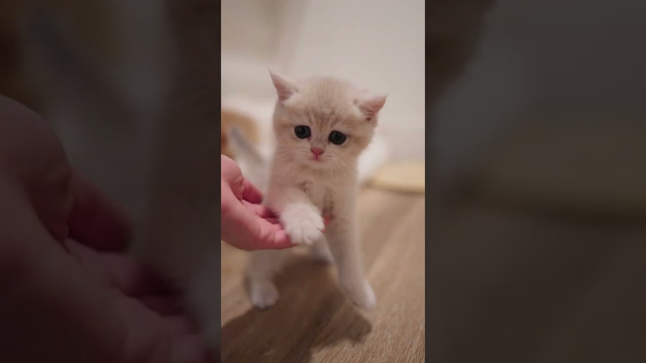 snippets of kitten life