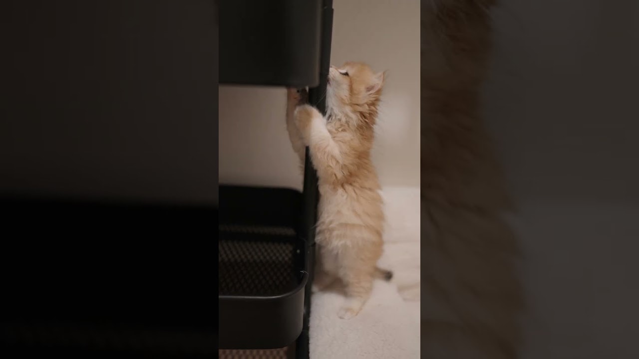 Absolutely No Idea What She’s Doing