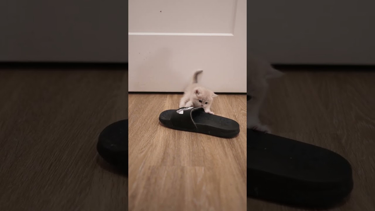 Slipper? No. Toy? Yes.