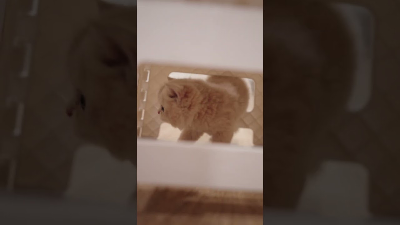 POV The Kittens Found You Under the Stool