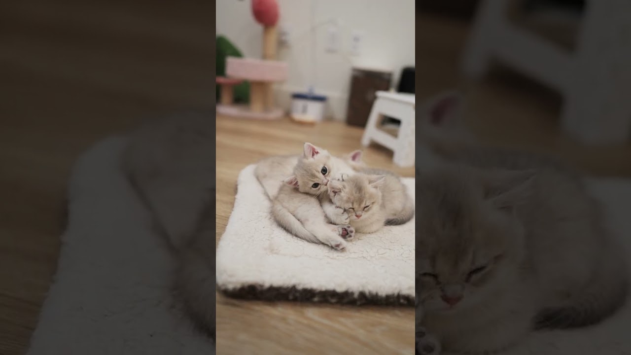 "wake up and play with me bro"