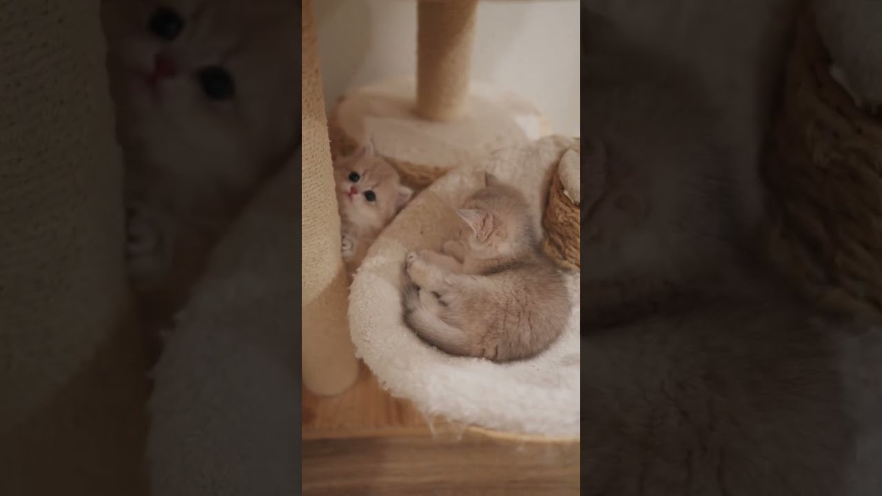 when you're trying to groom and your brother suddenly shows up