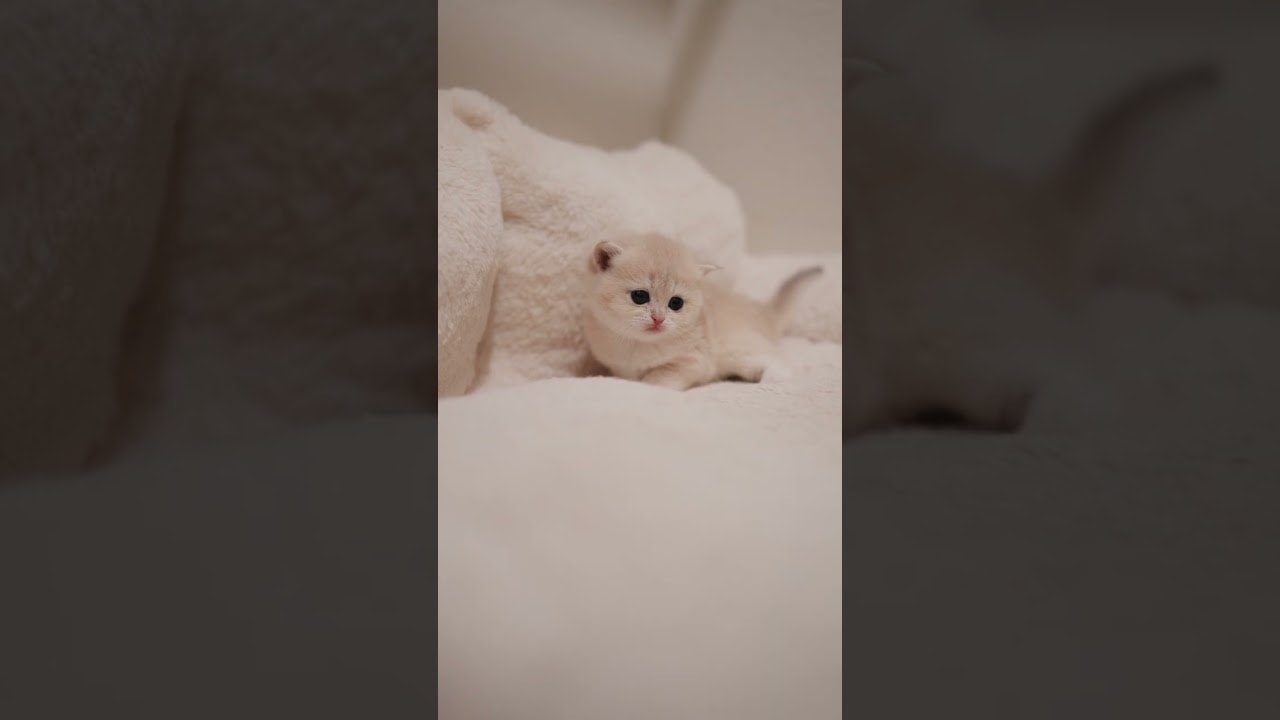 so little yet so curious