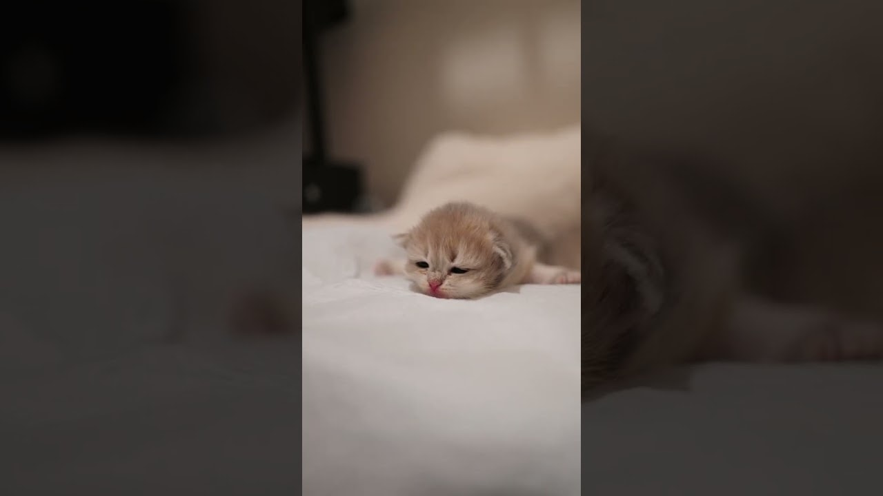 Camera Awareness at 2 Weeks Old
