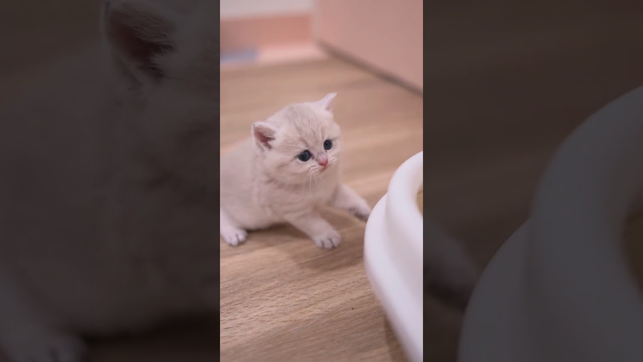 learning how to “use” the litter box 😆