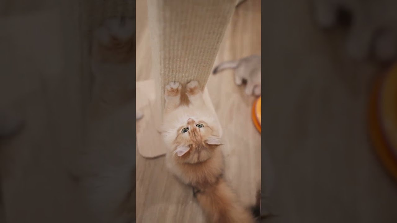working on those tiny claws