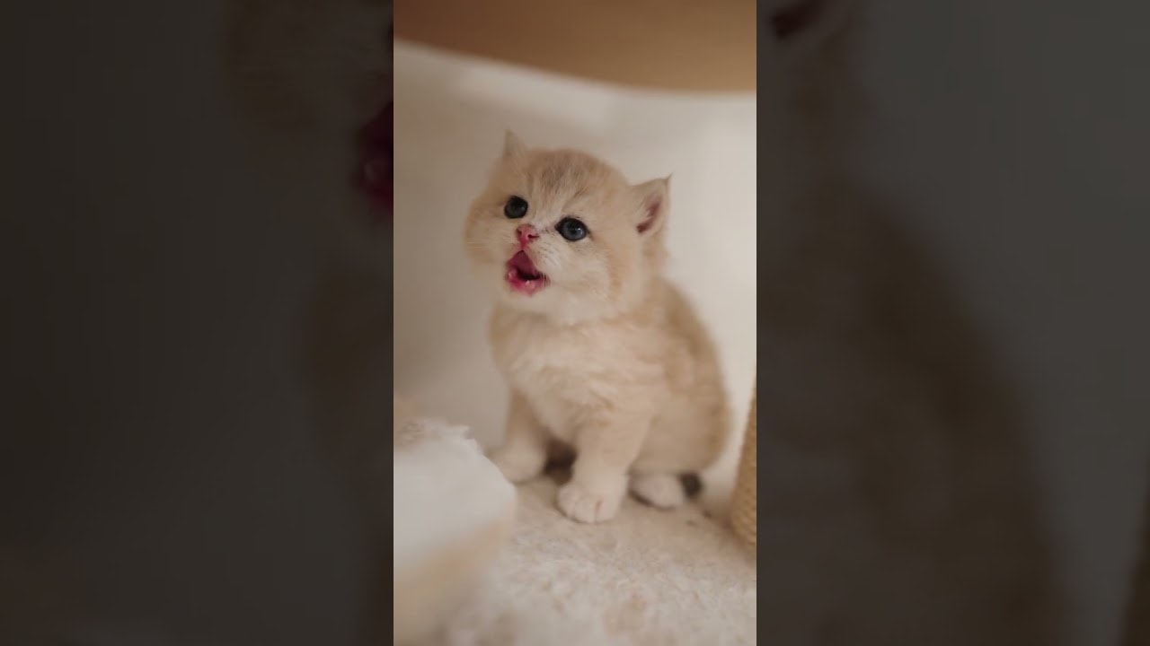 Every Tiny Movement Is Adorable