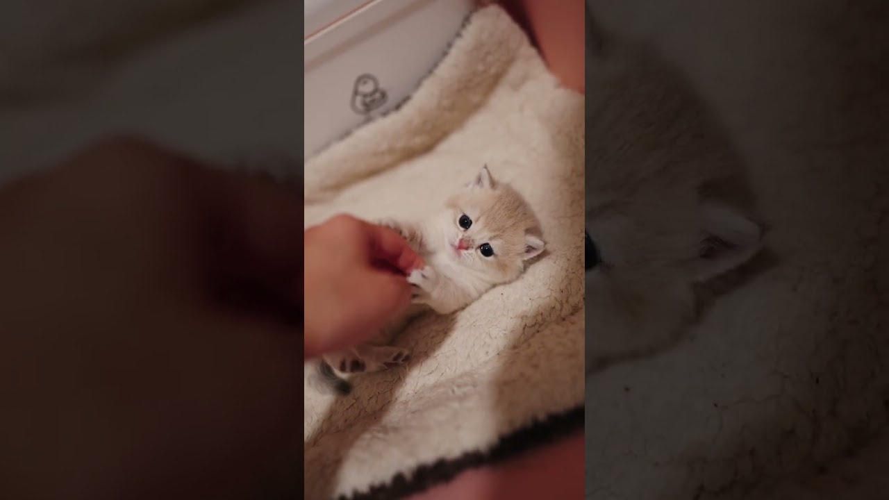 Enjoying belly rubs