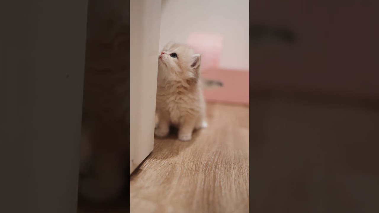 this door frame has her full attention
