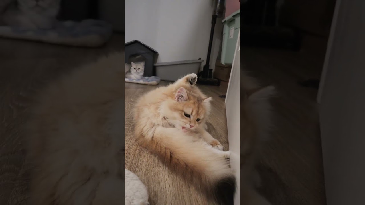 extra maintenance for her luxurious coat