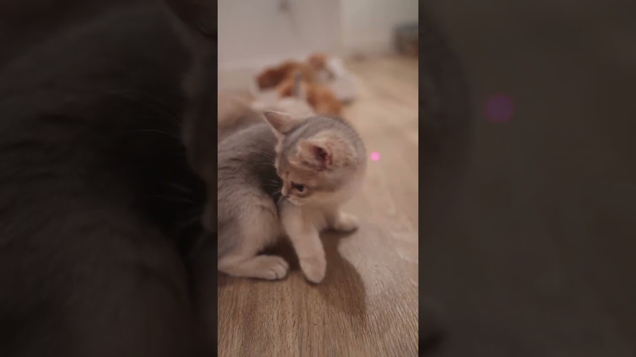 The Older Cats Understood the Assignment 😂