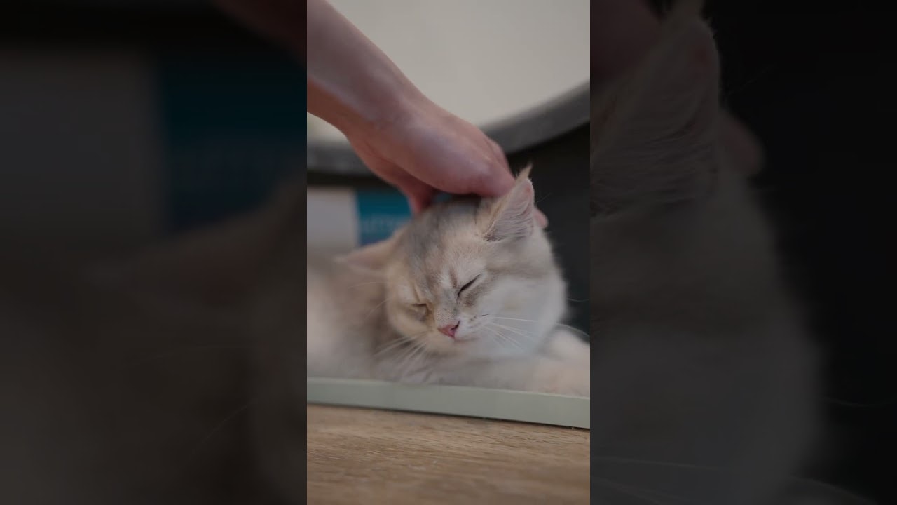 Sleepy Baby Leaning Into Pets
