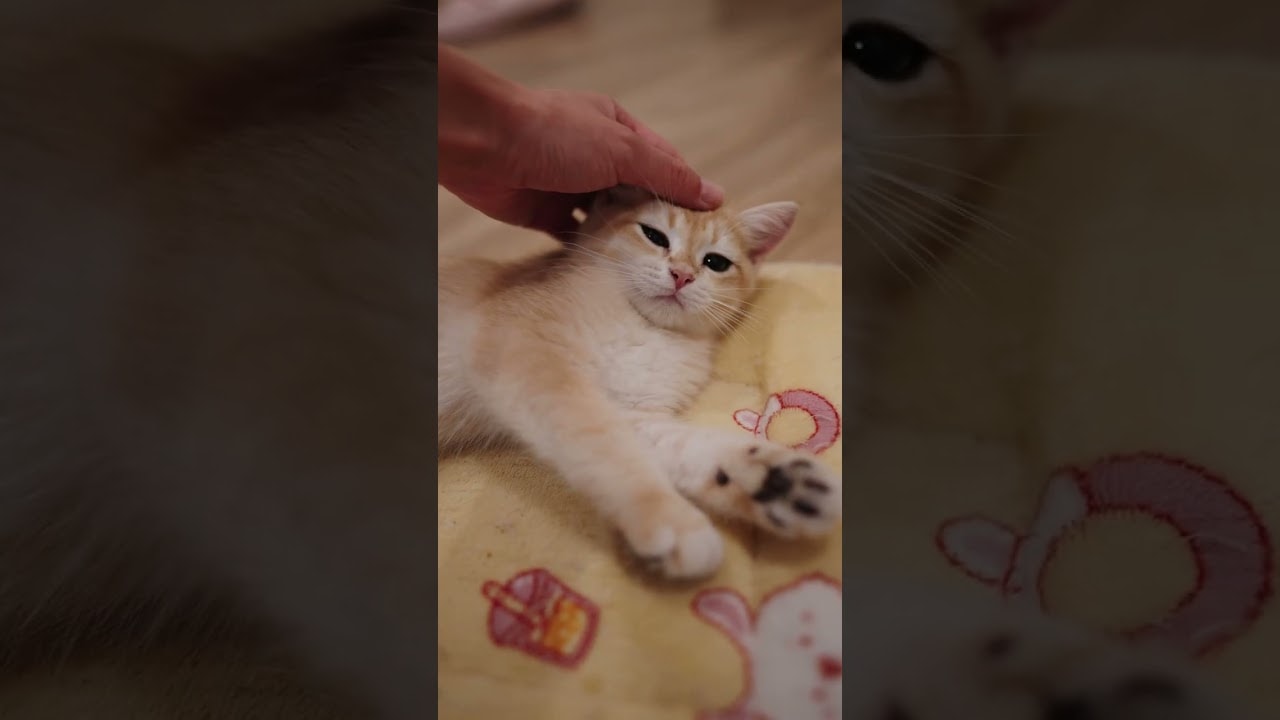Putting a kitten to sleep