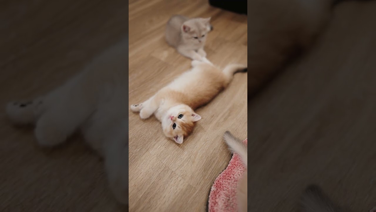 Just two tiny bellies up