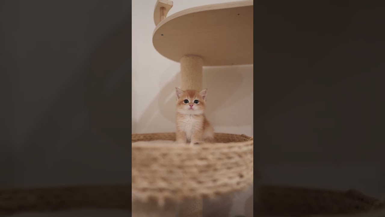 Cat tree, LITERALLY