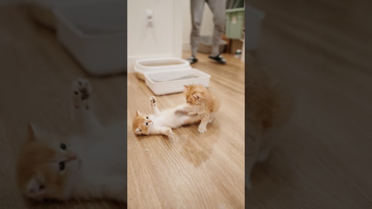 Golden Kitten Chaos