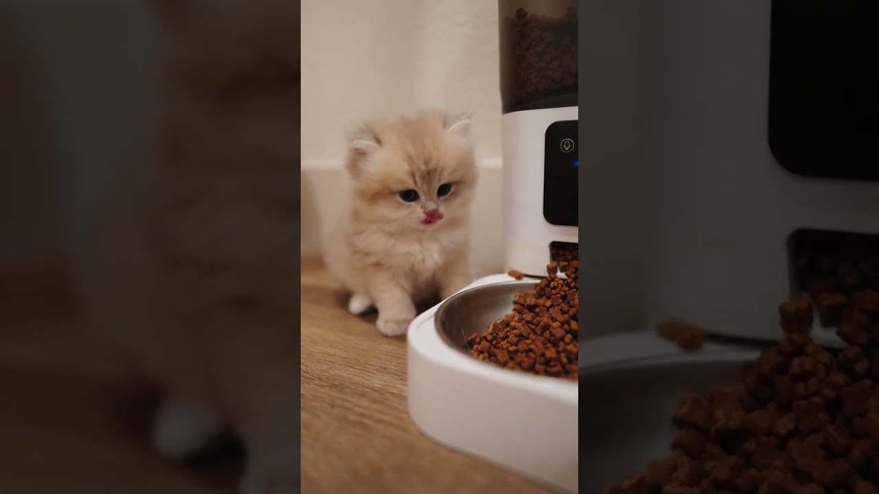 When the food was too good to forget