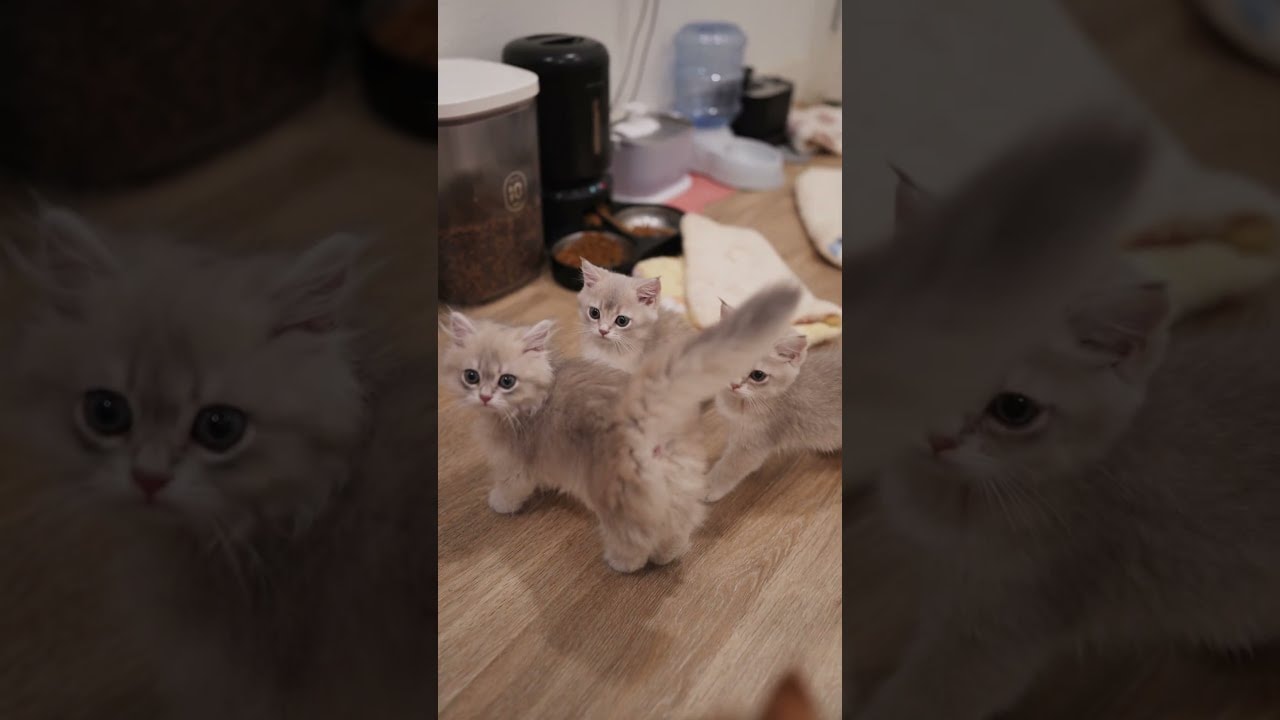 lining up for pets