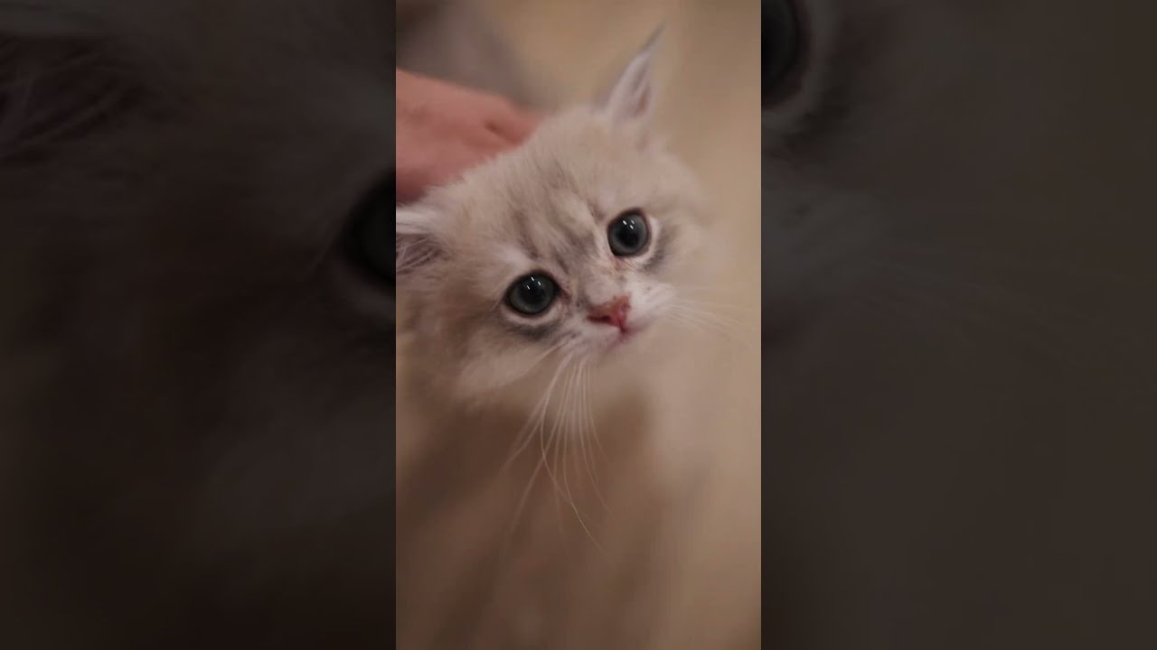 couldn't get enough pets