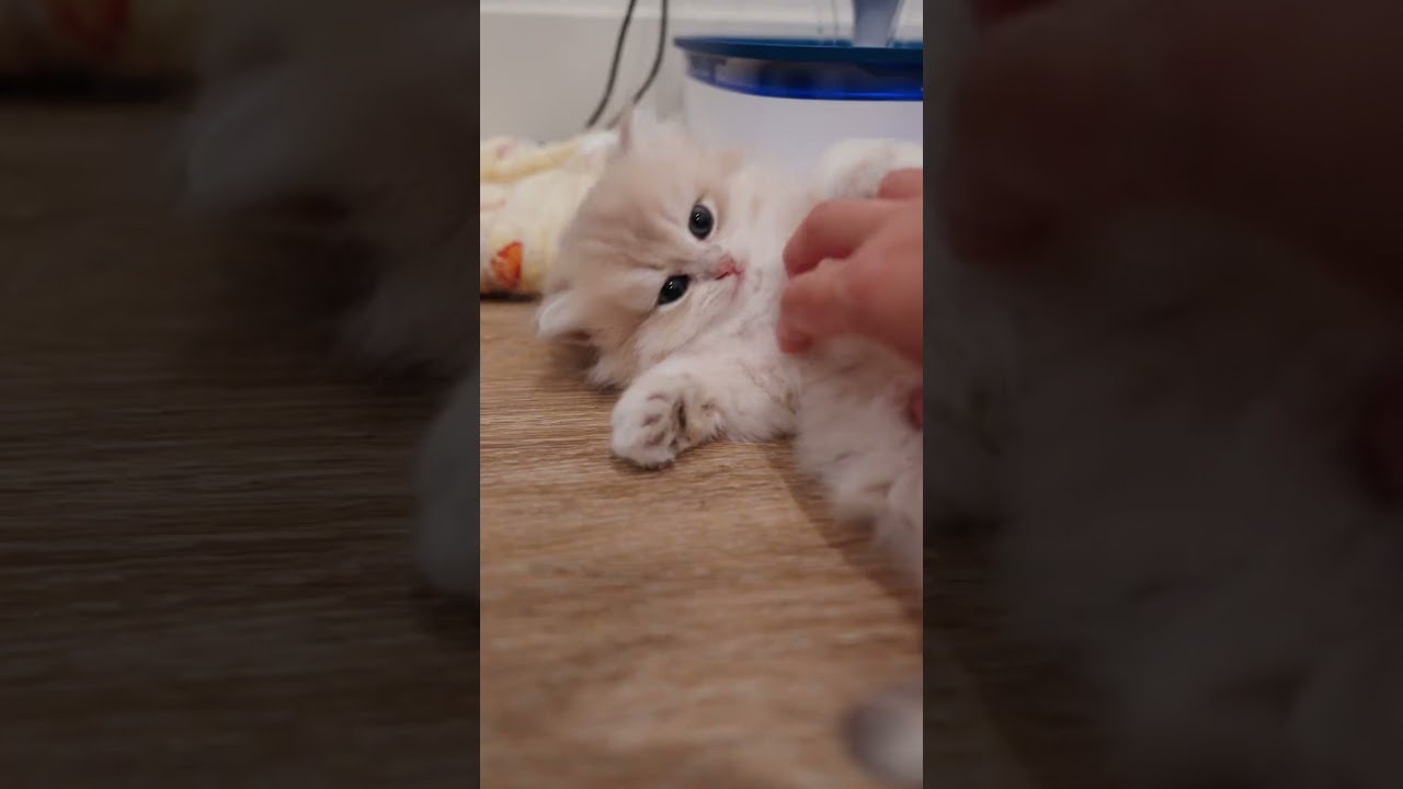 Nothing heals a stressful day faster than a kitten who feels 100% safe with you