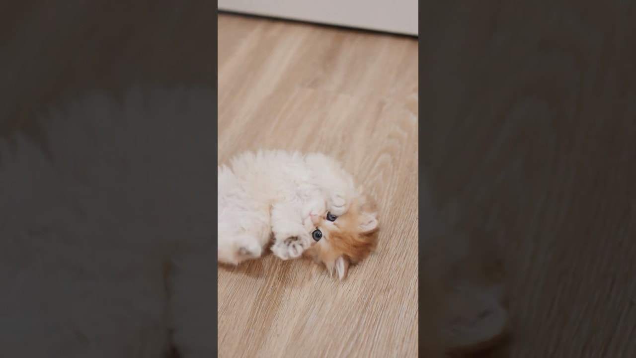 Belly Up!